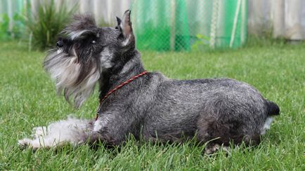 Schnauzer kutya fajta leírás, fotók, az ár a kölykök, vélemények