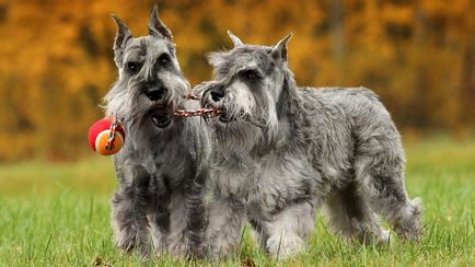 Schnauzer kutya fajta leírás, fotók, az ár a kölykök, vélemények