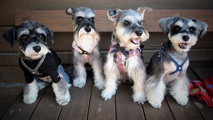 Schnauzer kutya fajta leírás, fotók, az ár a kölykök, vélemények