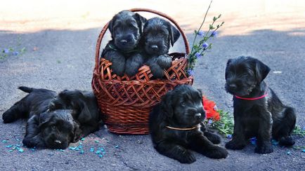 Schnauzer kutya fajta leírás, fotók, az ár a kölykök, vélemények