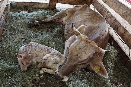 Időtartama terhesség tehén - hány hónapig a tehén borjú medve