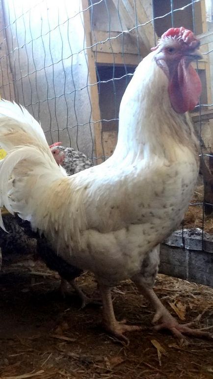 Bright Farm - Puskin fajta csirkék