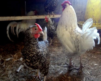 Bright Farm - Puskin fajta csirkék