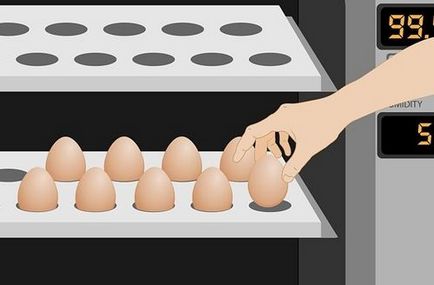 A hőmérséklet az inkubátorba kikelő tojások optimális páratartalom