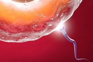 Vizsgálatok az ovuláció és a fajták, amelyre szüksége
