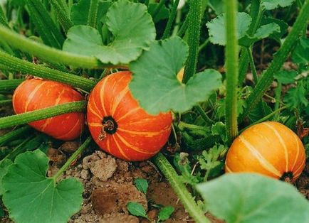 Pumpkin - a termesztési és ápolási a szabadban, szeretem a kertben