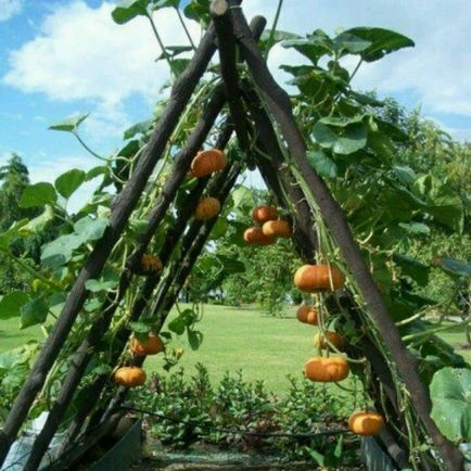 Pumpkin - a termesztési és ápolási a szabadban, szeretem a kertben