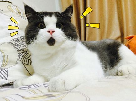 Top 20 legnépszerűbb macska az interneten