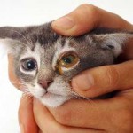 Harmadik szemhéj egy macska okoz és a kezelés az otthoni fotókkal, kotizm