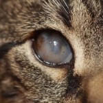 Harmadik szemhéj egy macska okoz és a kezelés az otthoni fotókkal, kotizm