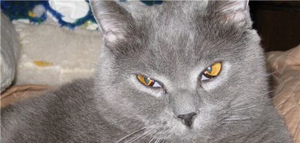 Harmadik szemhéj egy macska okoz, tünetei és kezelése otthon