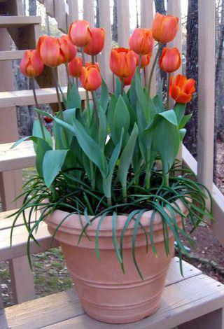 tulipán elhalványult