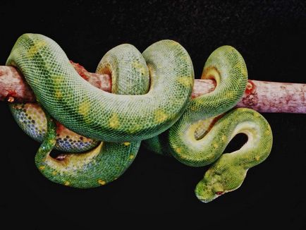 BoA életéről szól nagy kígyók