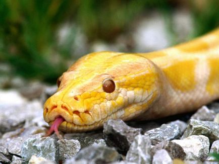 BoA életéről szól nagy kígyók