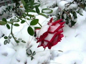 Shelter rózsák téli hogyan lehet a legjobban eltölteni hordozó rózsa adott évfolyam