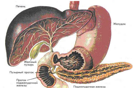 Tömítő hasnyálmirigy és a máj (falak, szerkezetek, szöveti stroma) - okok és a kezelés