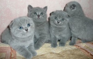 Törődés a Scottish fold cica, étel, védőoltások és az oktatás