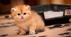 Törődés a Scottish fold cica, étel, védőoltások és az oktatás