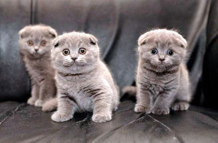 Törődés a Scottish fold kiscicák - tippek és trükkök