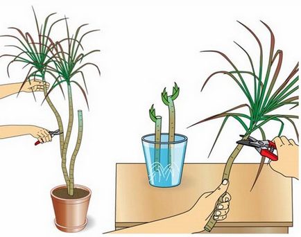 Care yucca kert (fotó), milyen a növény és gondozása, hogyan kell kezelni
