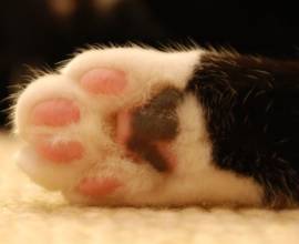 Valerian macskáknak és macskák hatóanyag vagy hasznos adalékanyagot