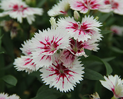 Termesztés Dianthus chinensis vetőmag