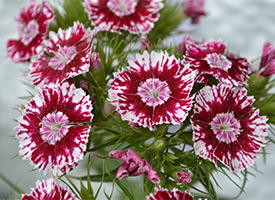 Termesztés Dianthus chinensis vetőmag