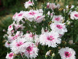 Termesztés Dianthus chinensis vetőmag