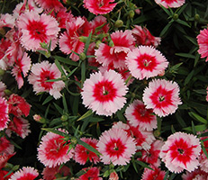 Termesztés Dianthus chinensis vetőmag