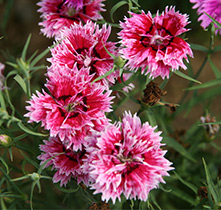 Termesztés Dianthus chinensis vetőmag