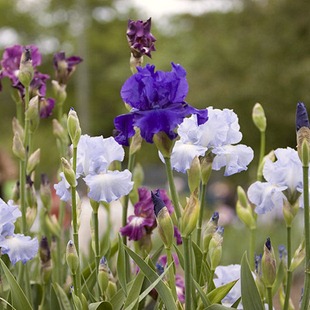 Növekvő írisz virágok ültetése és gondozása írisz, kedvenc virágok
