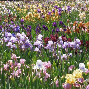 Növekvő írisz virágok ültetése és gondozása írisz, kedvenc virágok