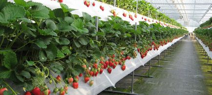 Eper termesztése üvegházi növekedni, mint a beporzás szamóca, videó jobb, mint a polikarbonát