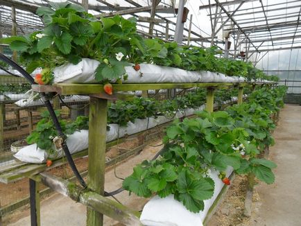 Eper termesztése üvegházi növekedni, mint a beporzás szamóca, videó jobb, mint a polikarbonát