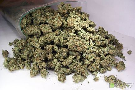 Kannabisz termesztésének otthon - szárítás és a betakarítás a marihuána prolechka