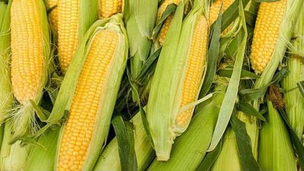 Növekvő kukorica az országban - ültetés, gondozás, betakarítás