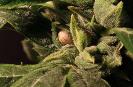 termesztés a marihuána