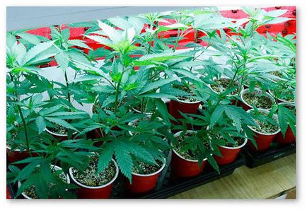 termesztés a marihuána