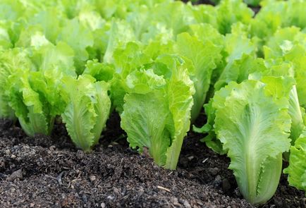 Növekvő saláta jéghegynek az üvegházhatású ültetés tél kapható, korai vetés és termesztés