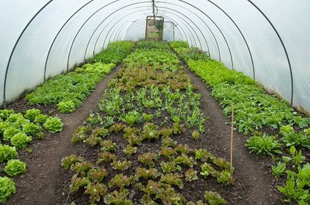 Növekvő saláta jéghegynek az üvegházhatású ültetés tél kapható, korai vetés és termesztés