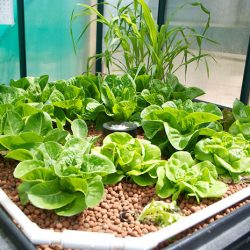 A növényeket melegházban saláta jégsaláta, levél, saláta vetőmag - eteplitsa