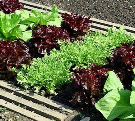 Növekvő saláta az üvegházban, hogyan nőnek saláta üvegházban korai