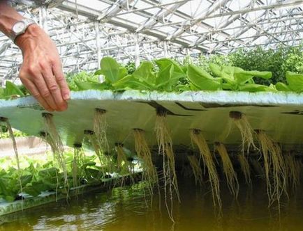 Növekvő saláta üvegházi alapítványok