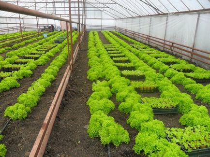 Növekvő saláta üvegházban eladó télen - tippek és videoajánlások