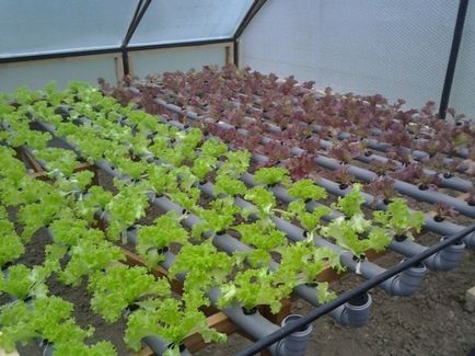 Növekvő saláta üvegházban eladó télen - tippek és videoajánlások