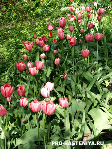 Tulip termesztés ültetés, gondozás, szaporítás, kártevők és betegségek - a helyszínen a növények