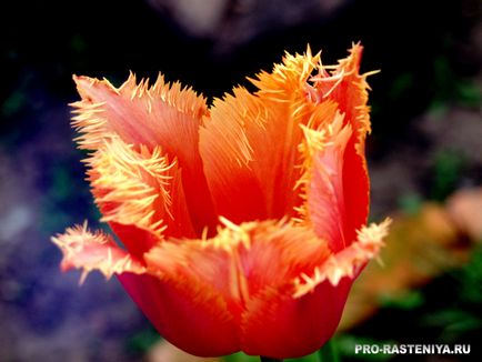 Tulip termesztés ültetés, gondozás, szaporítás, kártevők és betegségek - a helyszínen a növények