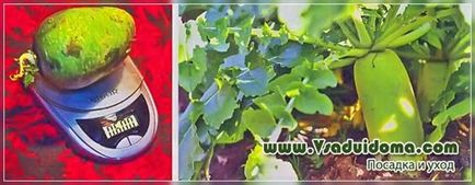 Növekvő zöld (Margelan) retek - fotók, ültetés és gondozás, a helyszínen a kertben, ház és a szoba
