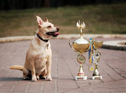 Kiállítás korcs kutyákat watchdog Cup 2015