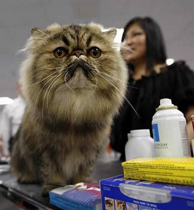 Cat show-szabályok, az előkészítés és a részvétel